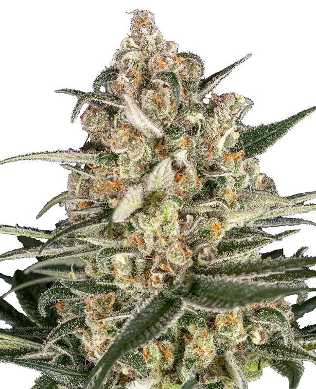 Blue Skunk Feminisierte Cannabispflanzen