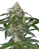 Blueberry Candiez Automatic Cannabispflanzen