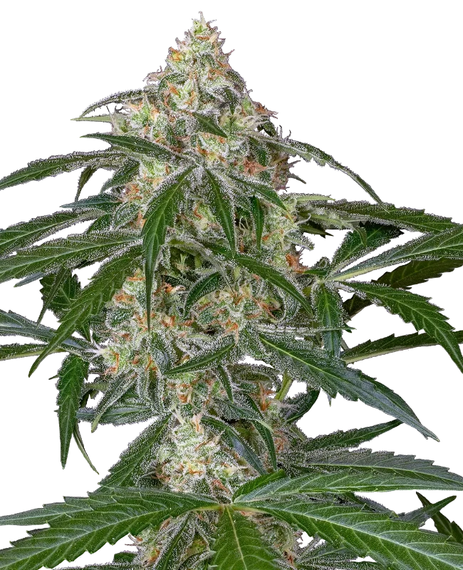 Blueberry Candiez Automatic Cannabispflanzen