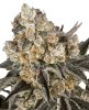 Cereal Milk Feminisierte Cannabis-Pflanzen