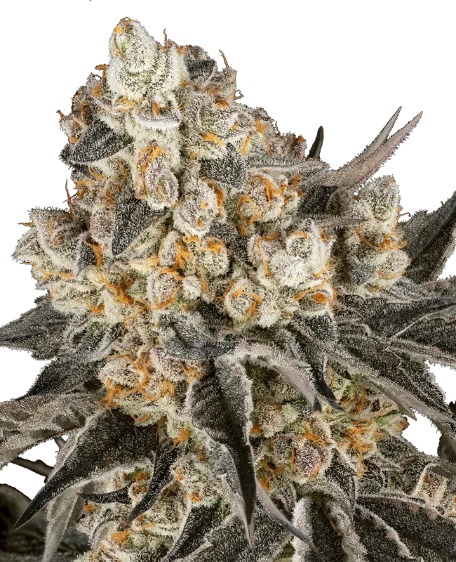 Cereal Milk Feminisierte Cannabis-Pflanzen