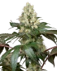 Chocolate Rainbow XXL Feminisiert Cannabispflanzen