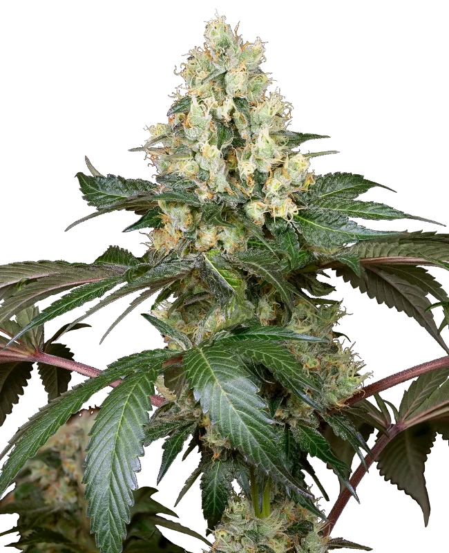 Chocolate Rainbow XXL Feminisiert Cannabispflanzen