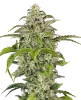 Citrus Fuel Automatic Cannabispflanzen