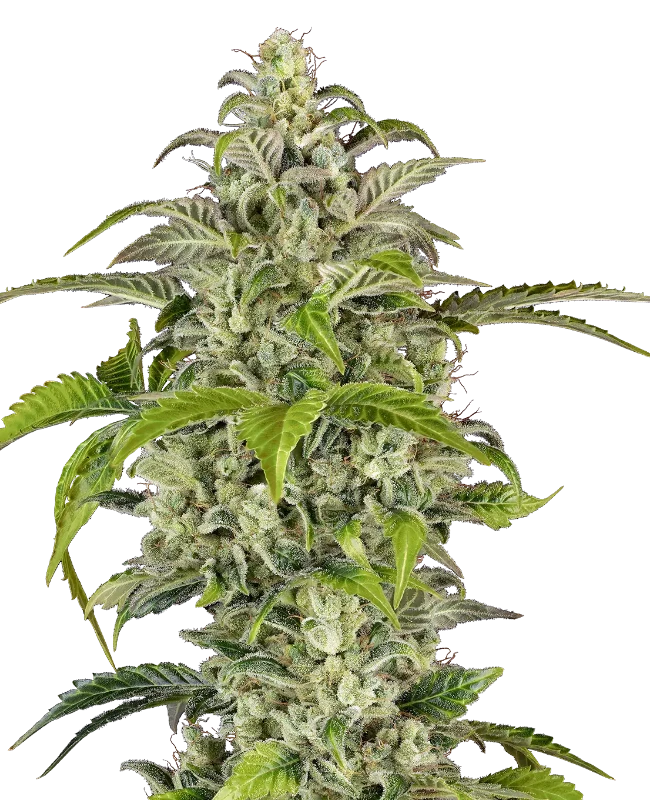 Citrus Fuel Automatic Cannabispflanzen