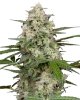 Double Kush Cake Feminized Cannabispflanzen