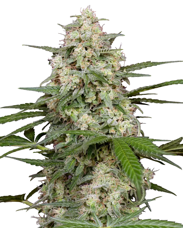 Double Kush Cake Feminized Cannabispflanzen