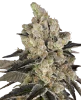 GovernMint Oasis Feminisierte Cannabis-Pflanzen