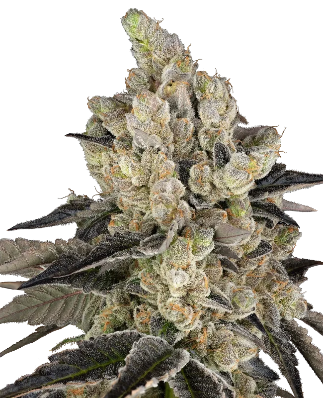 GovernMint Oasis Feminisierte Cannabis-Pflanzen