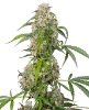 Honey Melon Kush Feminisierte Cannabispflanzen