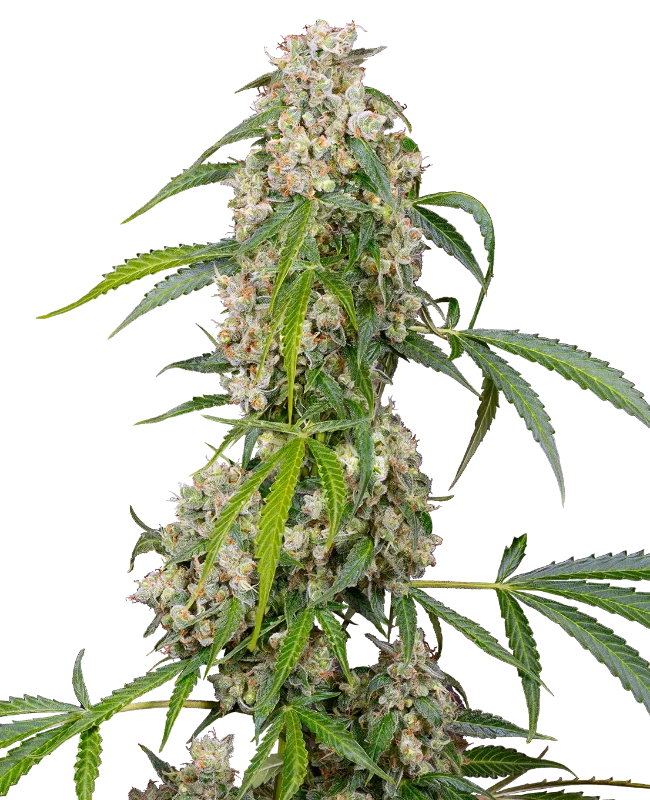 Honey Melon Kush Feminisierte Cannabispflanzen