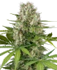 Jack Herer® Feminisierte Cannabispflanzen