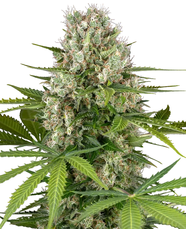 Jack Herer® Feminisierte Cannabispflanzen