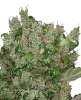 Mandarine Jam Feminisierte Cannabispflanzen