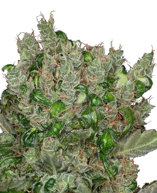 Mandarine Jam Feminisierte Cannabispflanzen