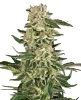 Master Kush Feminisierte Cannabispflanzen von White Label