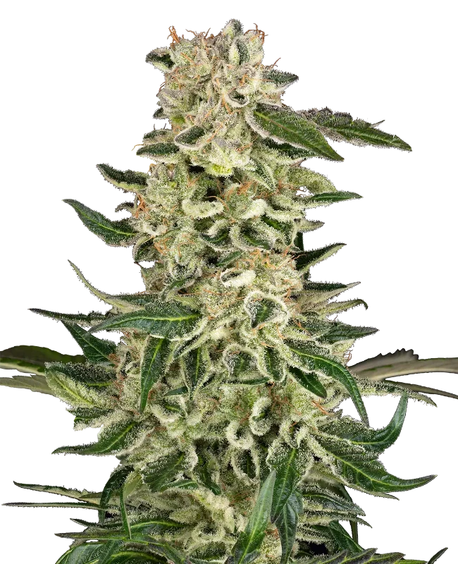Master Kush Feminisierte Cannabispflanzen von White Label