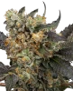 Mimosa Sunrise XXL Automatic Cannabispflanzen