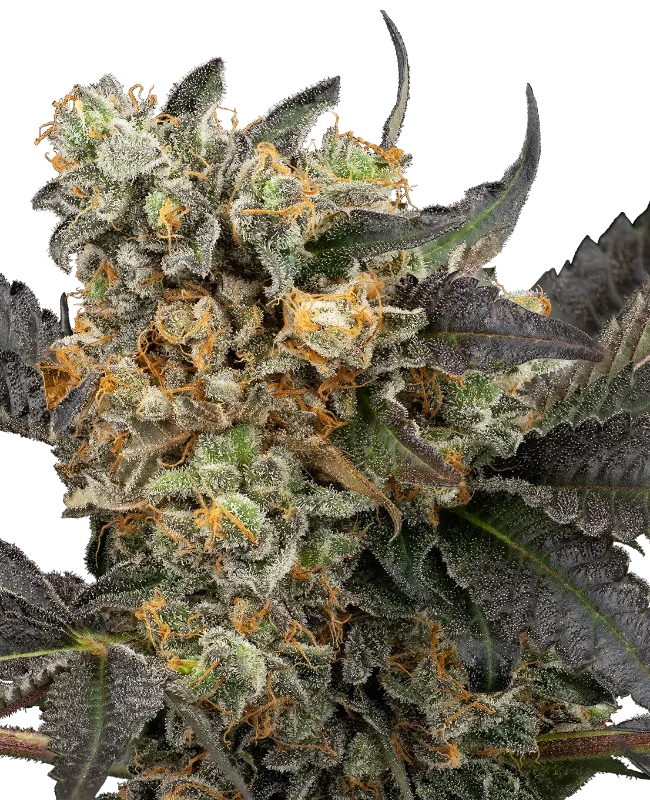 Mimosa Sunrise XXL Automatic Cannabispflanzen