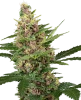 Purple Cookie Kush Feminisierte Cannabispflanzen