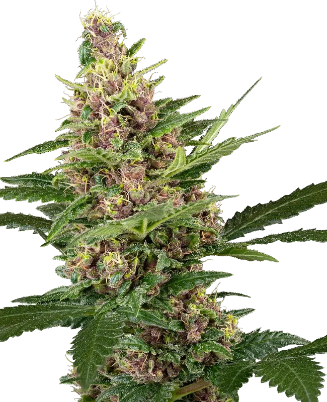 Purple Cookie Kush Feminisierte Cannabispflanzen