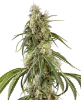 Purple Skunk Automatic Cannabispflanzen