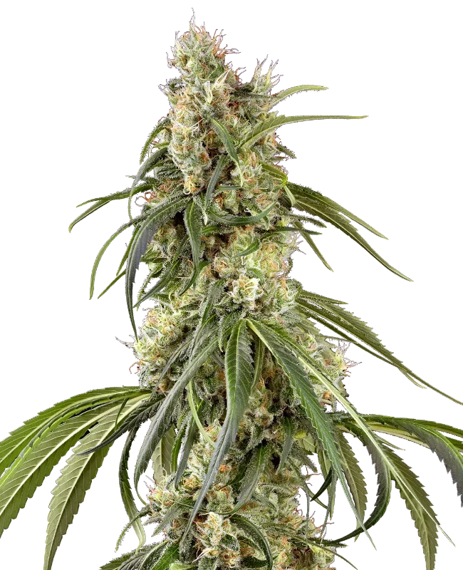 Purple Skunk Automatic Cannabispflanzen