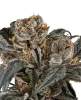 RS-11 Feminisierte Cannabis-Pflanzen