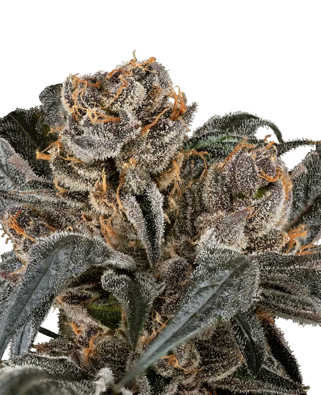 RS-11 Feminisierte Cannabis-Pflanzen