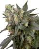 Screwdriver OG Feminisierte Cannabispflanzen