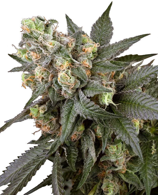 Screwdriver OG Feminisierte Cannabispflanzen