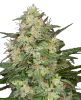 Sensi Amnesia XXL Automatic Cannabispflanzen