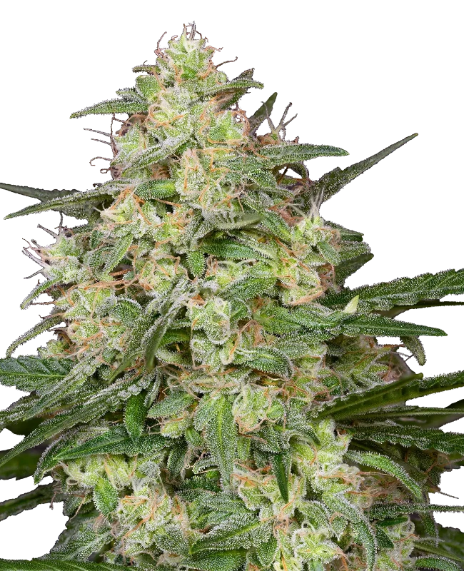 Sensi Amnesia XXL Automatic Cannabispflanzen