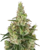 Sticky Orange XXL Automatic Cannabispflanzen