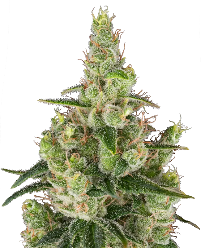 Sticky Orange XXL Automatic Cannabispflanzen