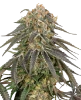Sunset Peach Feminisierte Cannabispflanzen