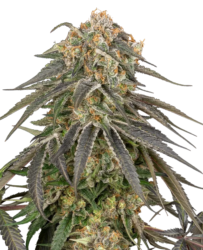 Sunset Peach Feminisierte Cannabispflanzen