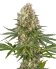 Super Skunk Automatic Cannabispflanzen von White Label