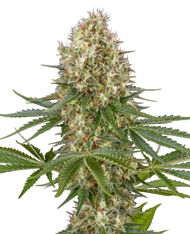 Super Skunk Automatic Cannabispflanzen von White Label