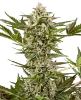 Sweet Berry Breeze Feminisierte Cannabispflanzen von White Label