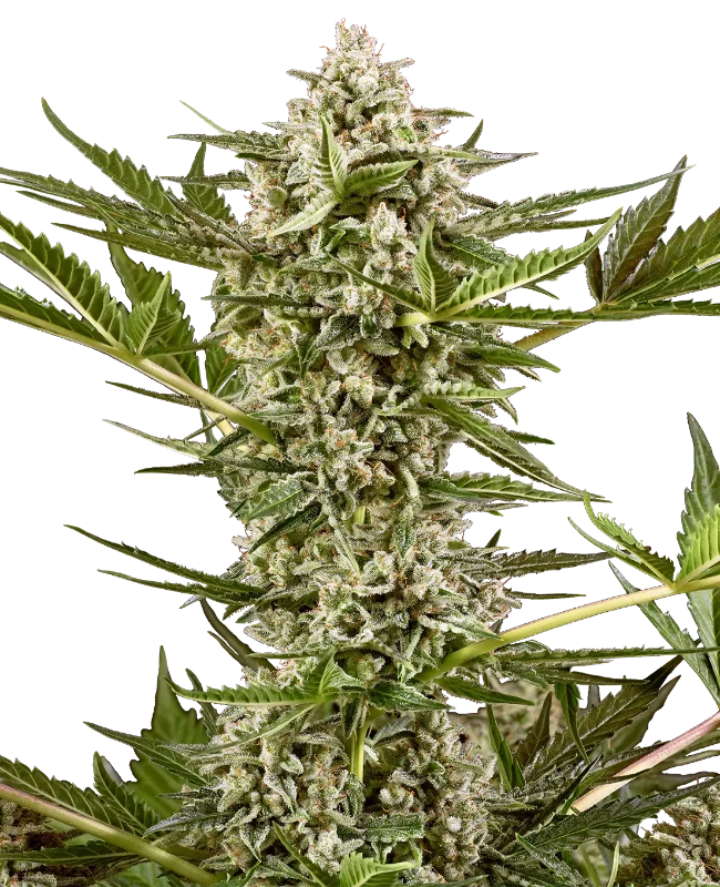 Sweet Berry Breeze Feminisierte Cannabispflanzen von White Label