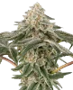 Black Lily Feminized Seeds