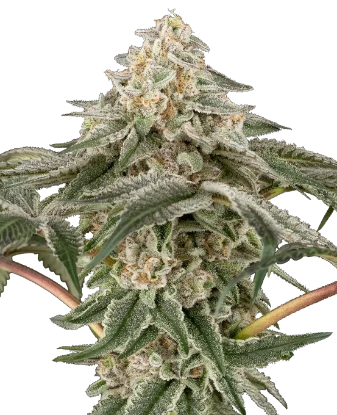 Black Lily Feminized Seeds
