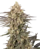 Frosted Grapes XXL Feminized Seeds