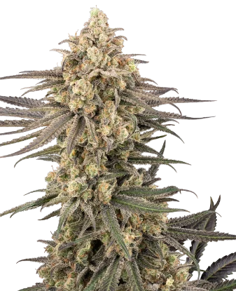 Frosted Grapes XXL Feminized Seeds