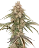 Garlic Gas Feminized Seeds