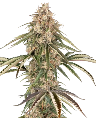 Garlic Gas Feminized Seeds