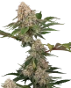 Sticky Berry Mints XXL Feminized Seeds