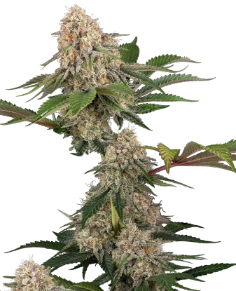 Sticky Berry Mints XXL Feminized Seeds