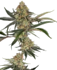 Super Lemon Cherry Feminized Seeds